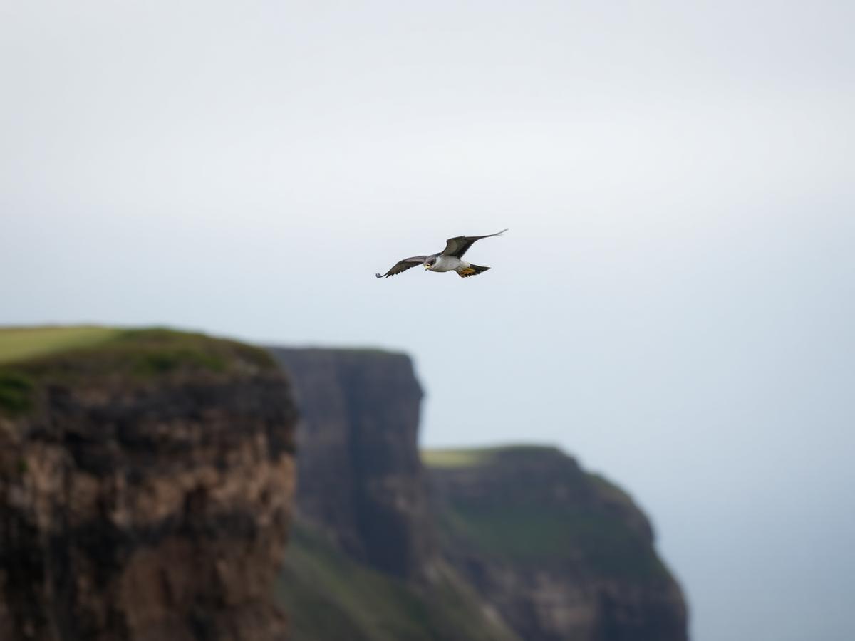 A peregrine falcon flying past sea cliffs
